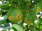 AI, Drones, and the Future of Farming: A Game Changer for Plant Disease Detection and Food Security | ADrones | 2