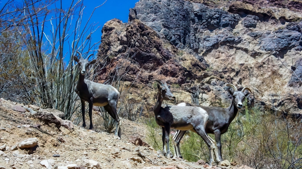 Army Tests Low Cost LUCAS Attack Drone At Yuma Army Tests Low Cost LUCAS Attack Drone At Yuma | ADrones | 3