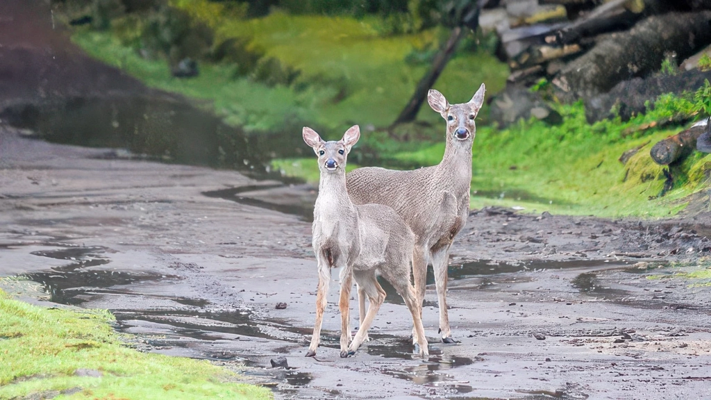 Autel EVO II Dual Drones Help New Jersey Towns Count Deer Autel EVO II Dual Drones Help New Jersey Towns Count Deer | ADrones | 1