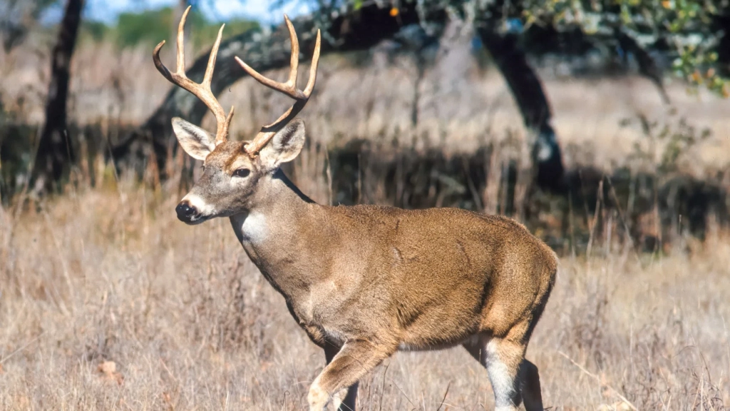 Autel EVO II Dual Drones Help New Jersey Towns Count Deer Autel EVO II Dual Drones Help New Jersey Towns Count Deer | ADrones | 5