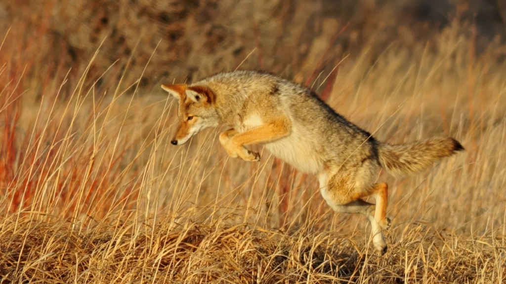 China Studies Predators To Train AI Drones China Studies Predators To Train AI Drones | ADrones | 2