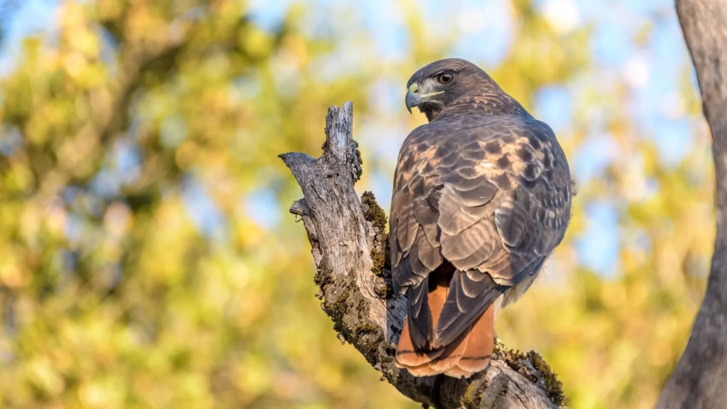 China Studies Predators To Train AI Drones China Studies Predators To Train AI Drones | ADrones | 1