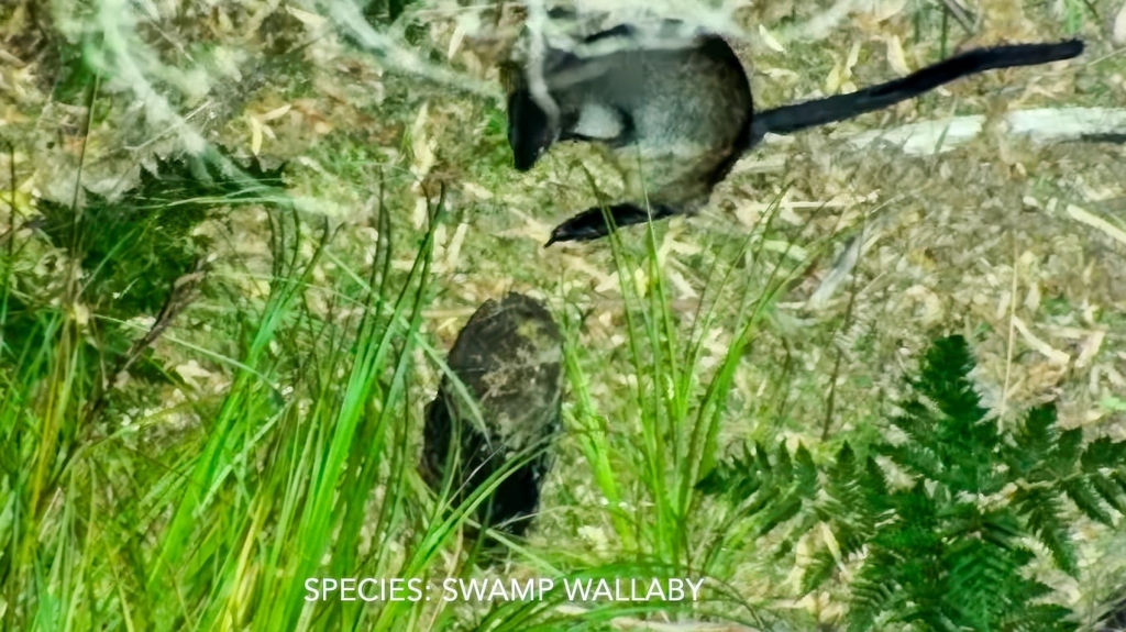 Dji Drone Are Uncovering The Lives Of Australian Wildlife | ADrones | 1