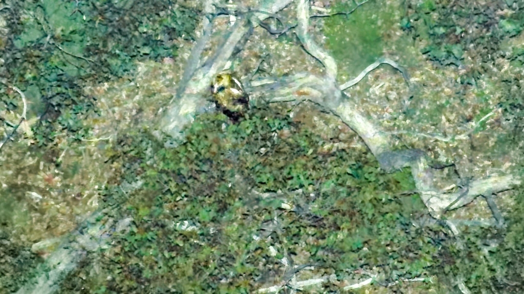 Dji Drone Are Uncovering The Lives Of Australian Wildlife | ADrones | 5