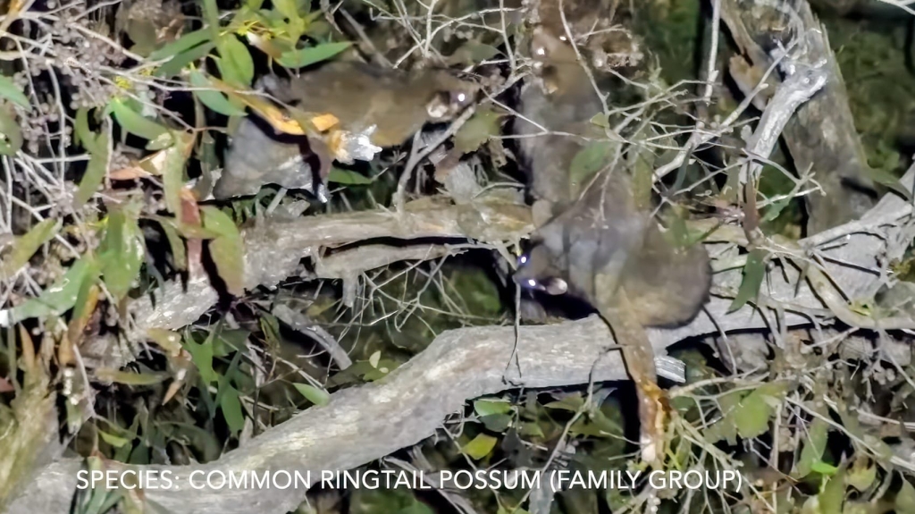 Dji Drone Are Uncovering The Lives Of Australian Wildlife | ADrones | 3