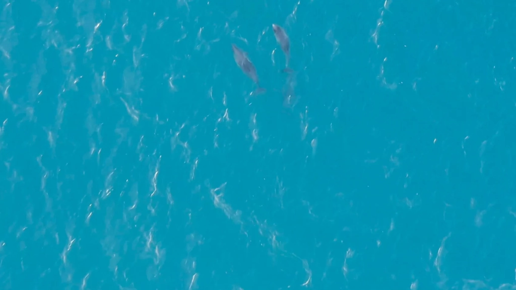 DJI Drones Catch Porpoises In The Act Off Shetland DJI Drones Catch Porpoises In The Act Off Shetland | ADrones | 4