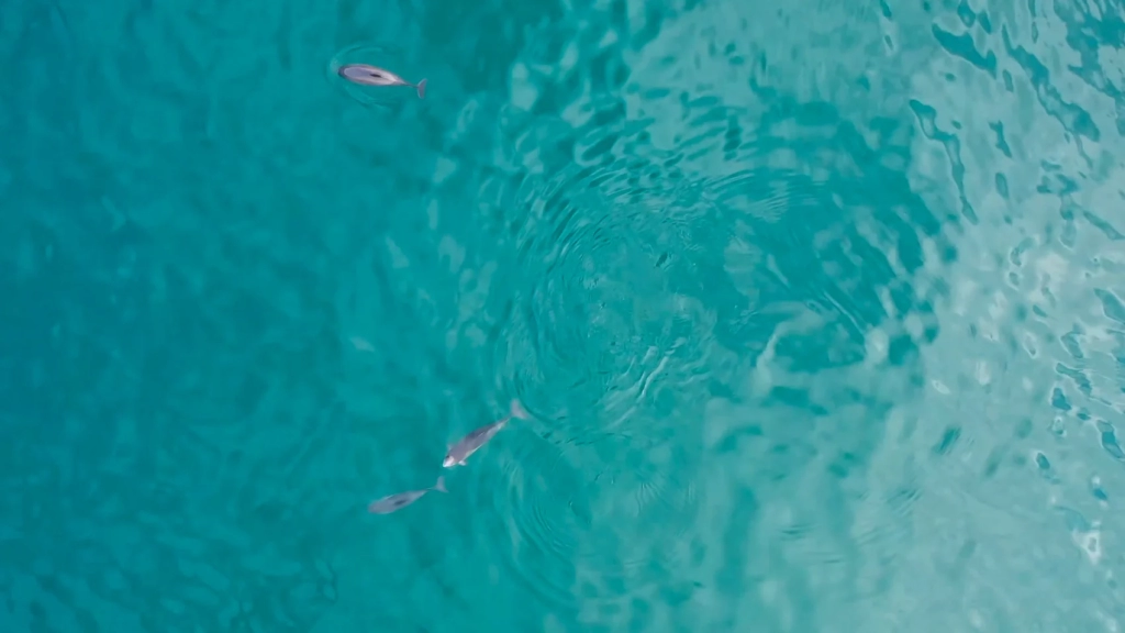DJI Drones Catch Porpoises In The Act Off Shetland DJI Drones Catch Porpoises In The Act Off Shetland | ADrones | 3