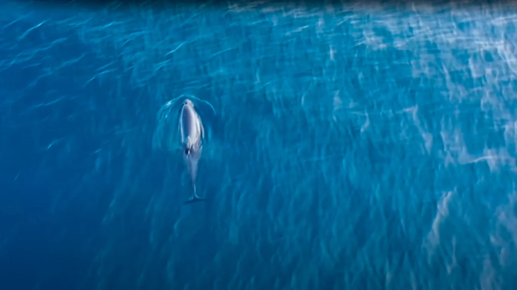 DJI Drones Catch Porpoises In The Act Off Shetland DJI Drones Catch Porpoises In The Act Off Shetland | ADrones | 1