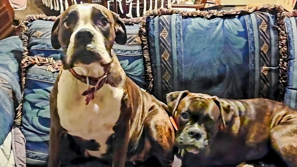 DJI Drones Find Missing Dogs Alive In Arctic Cold DJI Drones Find Missing Dogs Alive In Arctic Cold | ADrones | 2