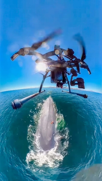 DJI Drones Give Scientists A New Look At Whales And Their Behavior DJI Drones Give Scientists A New Look At Whales And Their Behavior | ADrones | 8