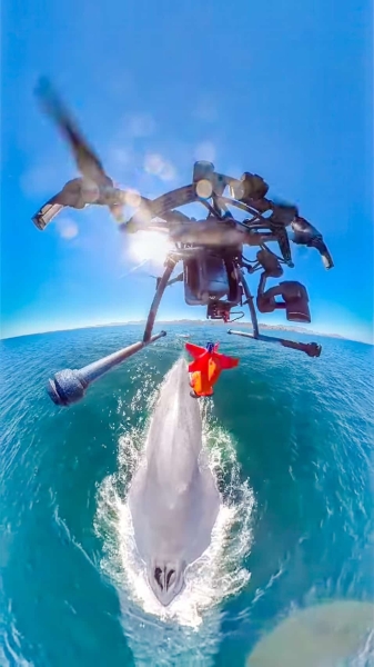 DJI Drones Give Scientists A New Look At Whales And Their Behavior DJI Drones Give Scientists A New Look At Whales And Their Behavior | ADrones | 6