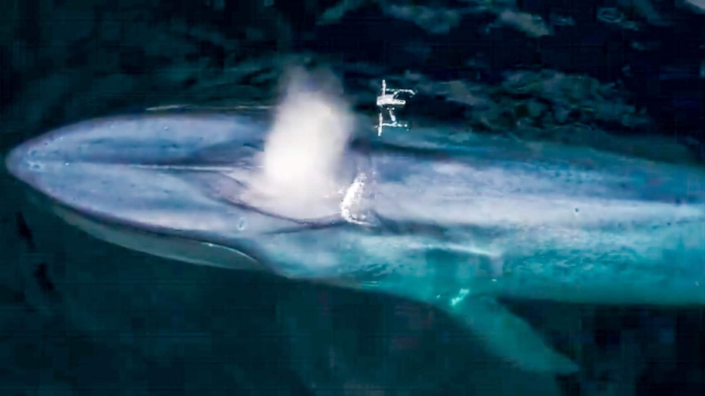 DJI Drones Give Scientists A New Look At Whales And Their Behavior DJI Drones Give Scientists A New Look At Whales And Their Behavior | ADrones | 9