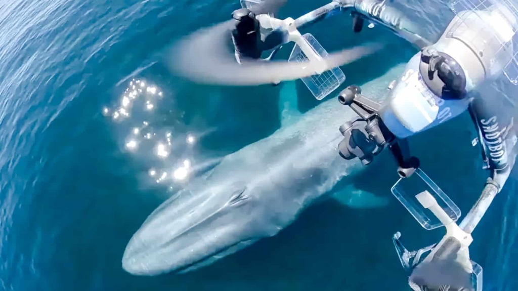 DJI Drones Give Scientists A New Look At Whales And Their Behavior DJI Drones Give Scientists A New Look At Whales And Their Behavior | ADrones | 1