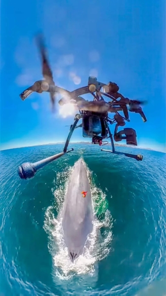 DJI Drones Give Scientists A New Look At Whales And Their Behavior DJI Drones Give Scientists A New Look At Whales And Their Behavior | ADrones | 7