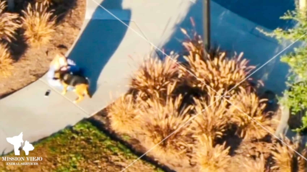 Drone Helps Reunite Lost Dog With Her Owner In Mission Viejo Drone Helps Reunite Lost Dog With Her Owner In Mission Viejo | ADrones | 1