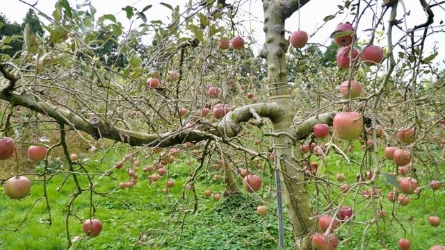 Drone Technology Saves the Day: Rescuing a Rural Apple Harvest in Japan | Agro Drones | 3