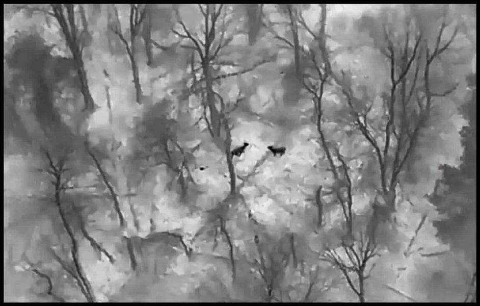 Drones Prove Deer Hunt Was Needed At Quabbin Park Drones Prove Deer Hunt Was Needed At Quabbin Park | ADrones | 3