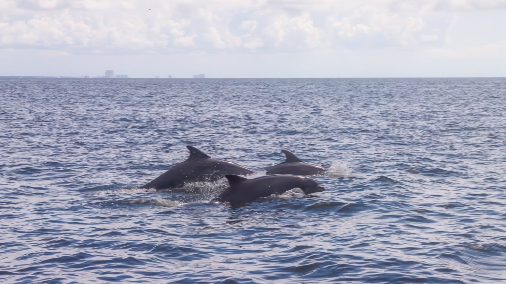 Mississippi SU Is Using Thermal Drones To Study Dolphins | Agro Drones | 5