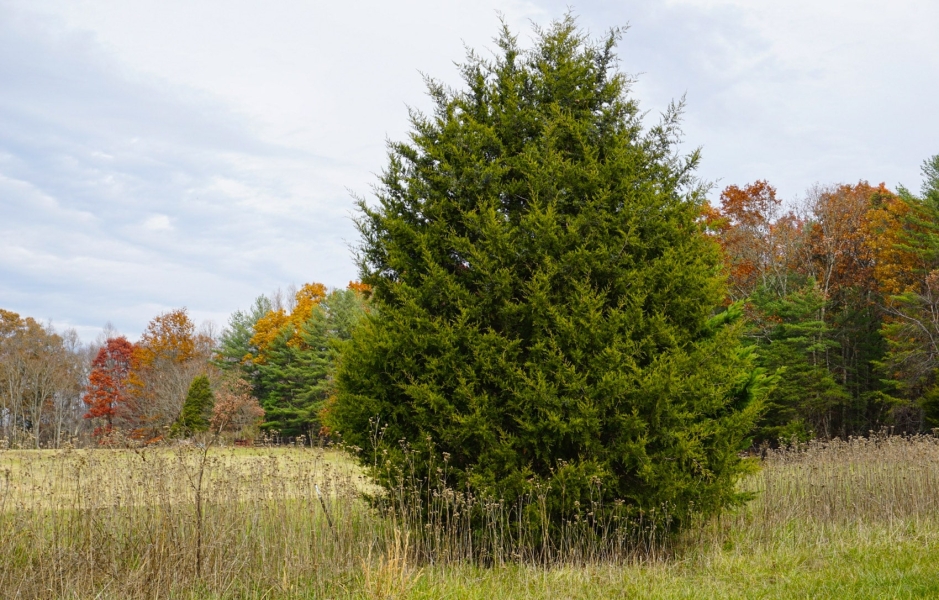 Oklahoma Drones Drop Poison Pellets To Kill Invasive Cedar Trees Oklahoma Drones Drop Poison Pellets To Kill Invasive Cedar Trees | ADrones | 2
