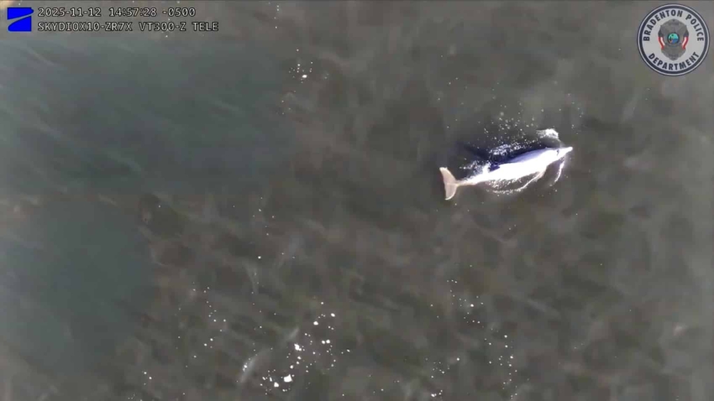 Police Drone Spots Manatees And Dolphin In Florida River Police Drone Spots Manatees And Dolphin In Florida River | ADrones | 3