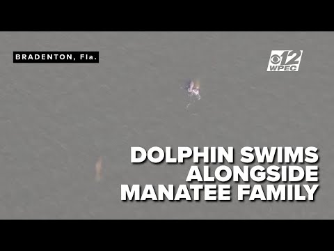 Police Drone Spots Manatees And Dolphin In Florida River Police Drone Spots Manatees And Dolphin In Florida River | ADrones | 2