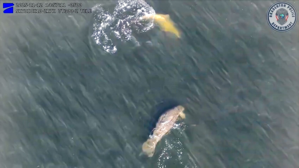 Police Drone Spots Manatees And Dolphin In Florida River Police Drone Spots Manatees And Dolphin In Florida River | ADrones | 1