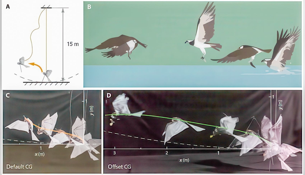 RoboFalcon 2.0: The Drone That Flies Like A Bird | ADrones | 4
