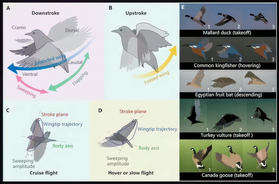 RoboFalcon 2.0: The Drone That Flies Like A Bird | ADrones | 3