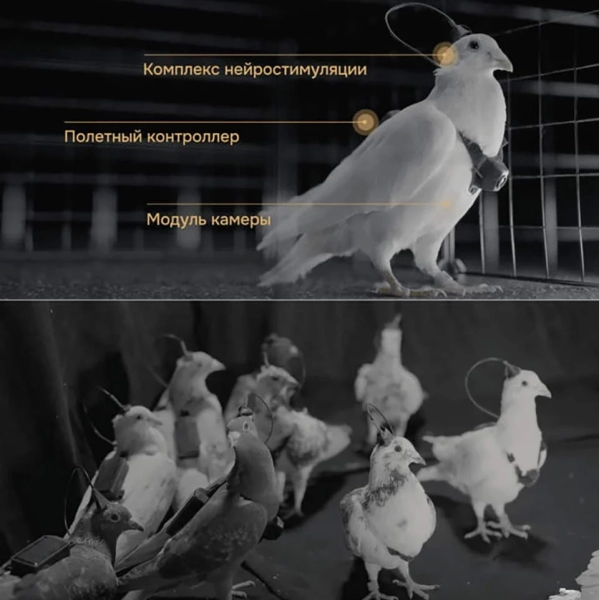 Russia's “cyborg Pigeon Drones” Are Real Enough To Worry About, Even If The Hype Isn't Fully Proven Russia’s “cyborg Pigeon Drones” Are Real Enough To Worry About, Even If The Hype Isn’t Fully Proven | ADrones | 3