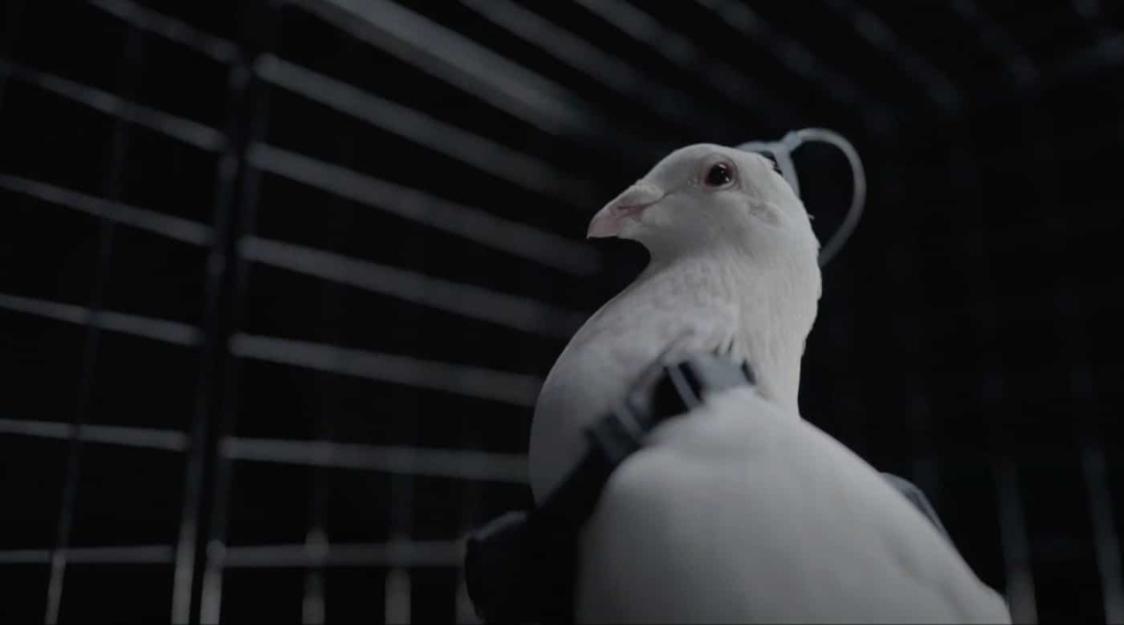 Russia's “cyborg Pigeon Drones” Are Real Enough To Worry About, Even If The Hype Isn't Fully Proven Russia’s “cyborg Pigeon Drones” Are Real Enough To Worry About, Even If The Hype Isn’t Fully Proven | ADrones | 2