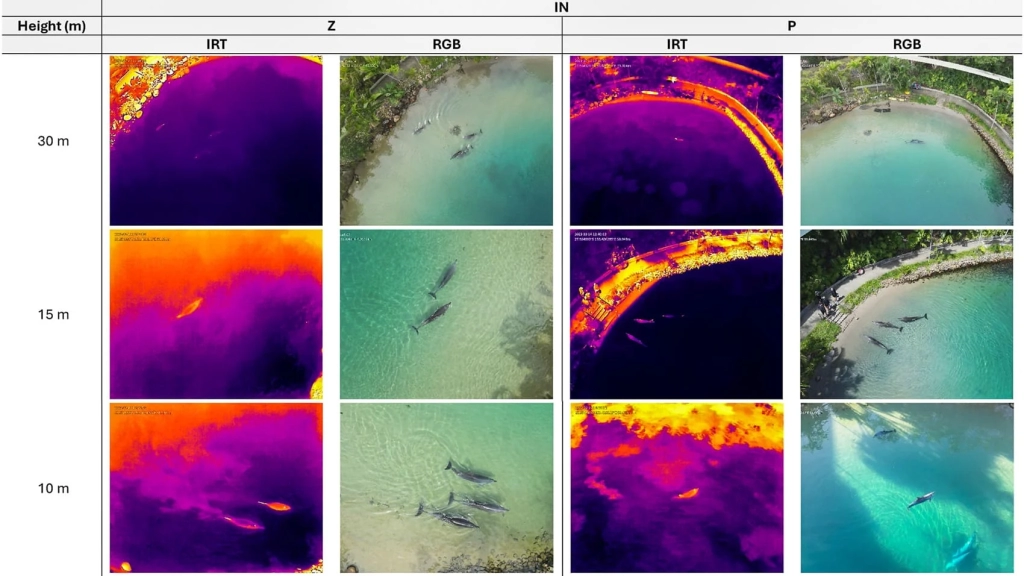 Thermal Drones Are Keeping An Eye On Dolphins Thermal Drones Are Keeping An Eye On Dolphins | ADrones | 3