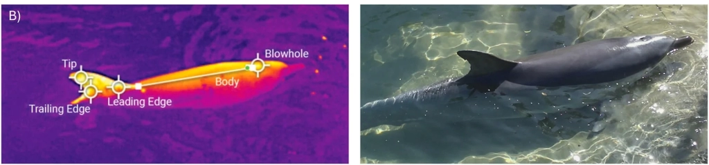Thermal Drones Are Keeping An Eye On Dolphins Thermal Drones Are Keeping An Eye On Dolphins | ADrones | 2